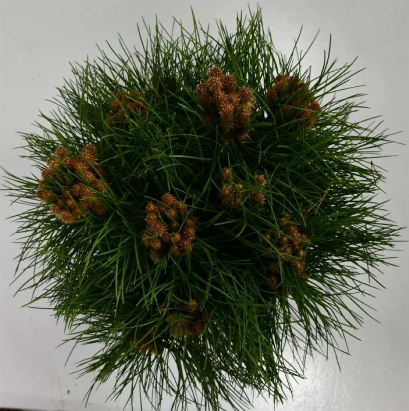 Pinus 'Marie Bregeon' - C7.5 30-40 CM